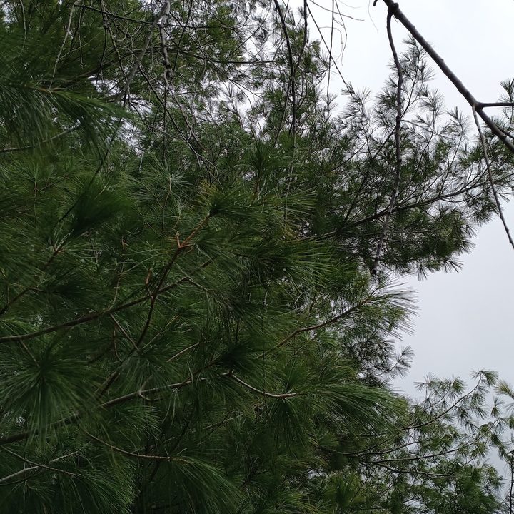 A photo of pine trees against an overcast sky, taken with the Moto G Power 5G (2024).