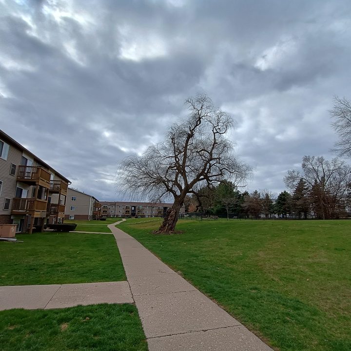 A photo of a tree outside with an overcast sky behind it, taken with the Moto G Power 5G (2024).