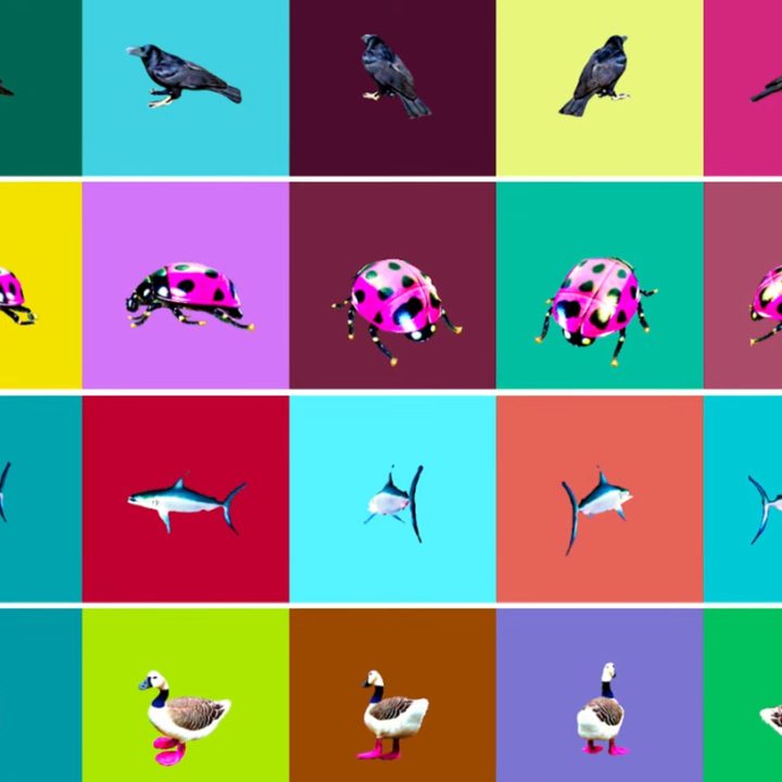 A colorful collage of images generated by Nvidia's LATTE3D.