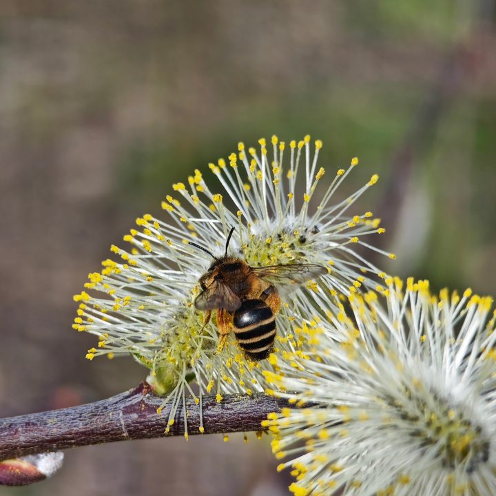 A photo taken with the Xiaomi 14 Ultra.