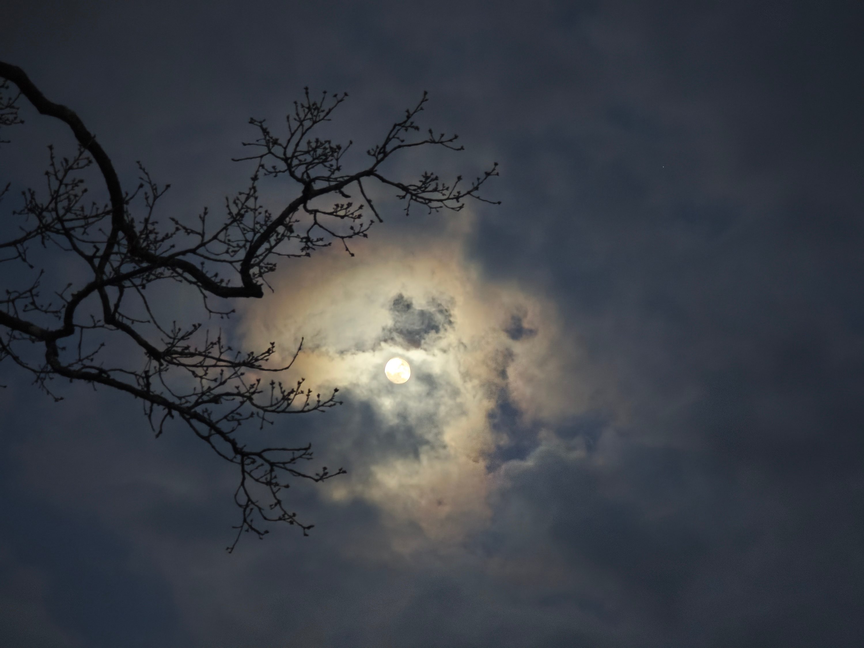 A photo taken with the Xiaomi 14 Ultra.