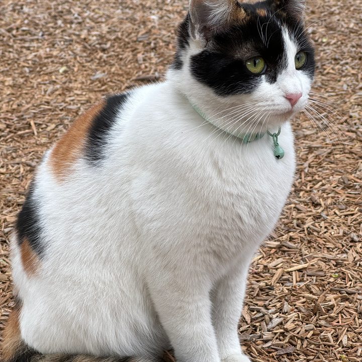 Cat in wood chips.