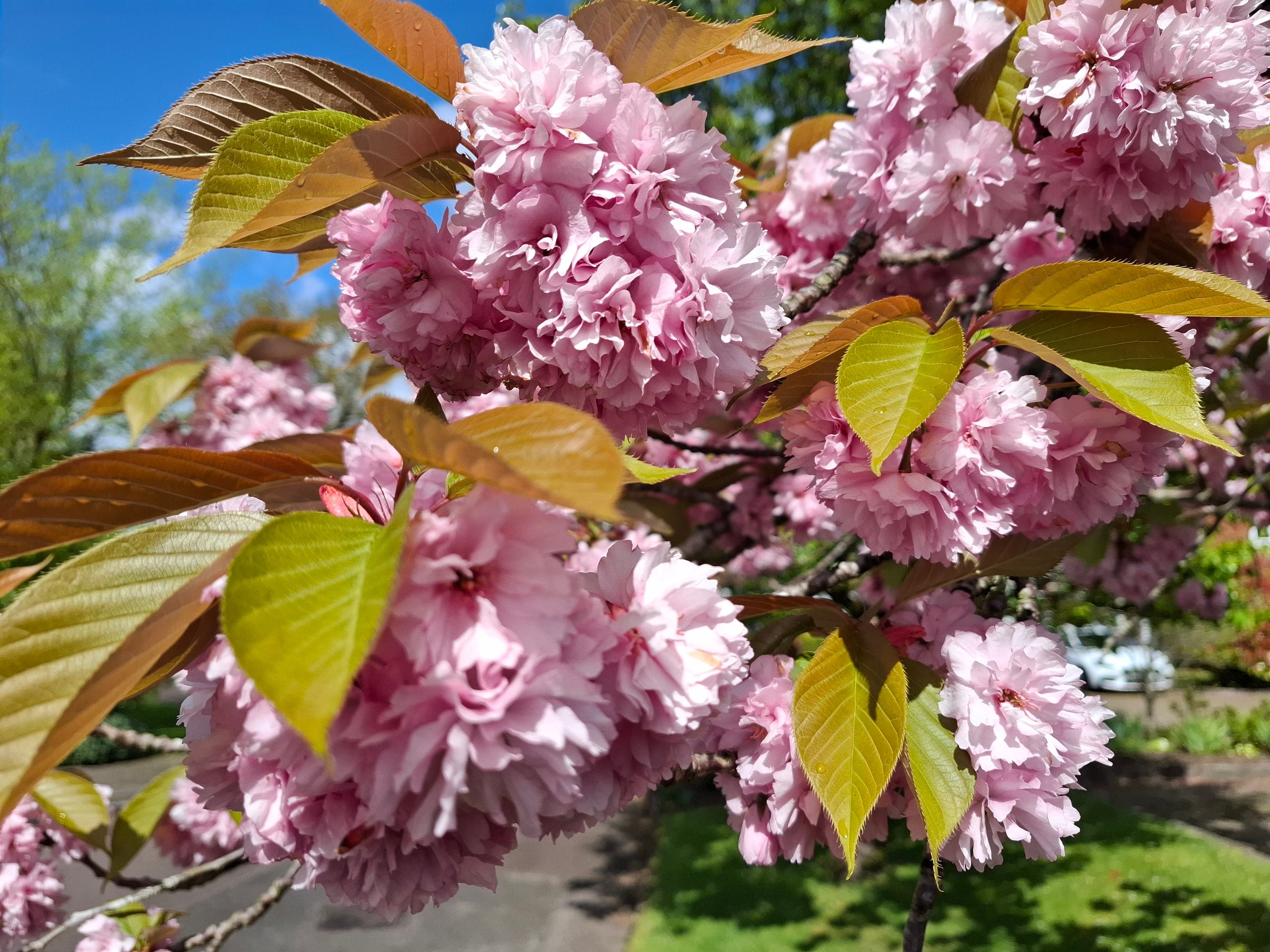 A photo taken with the Samsung Galaxy A55's main camera.