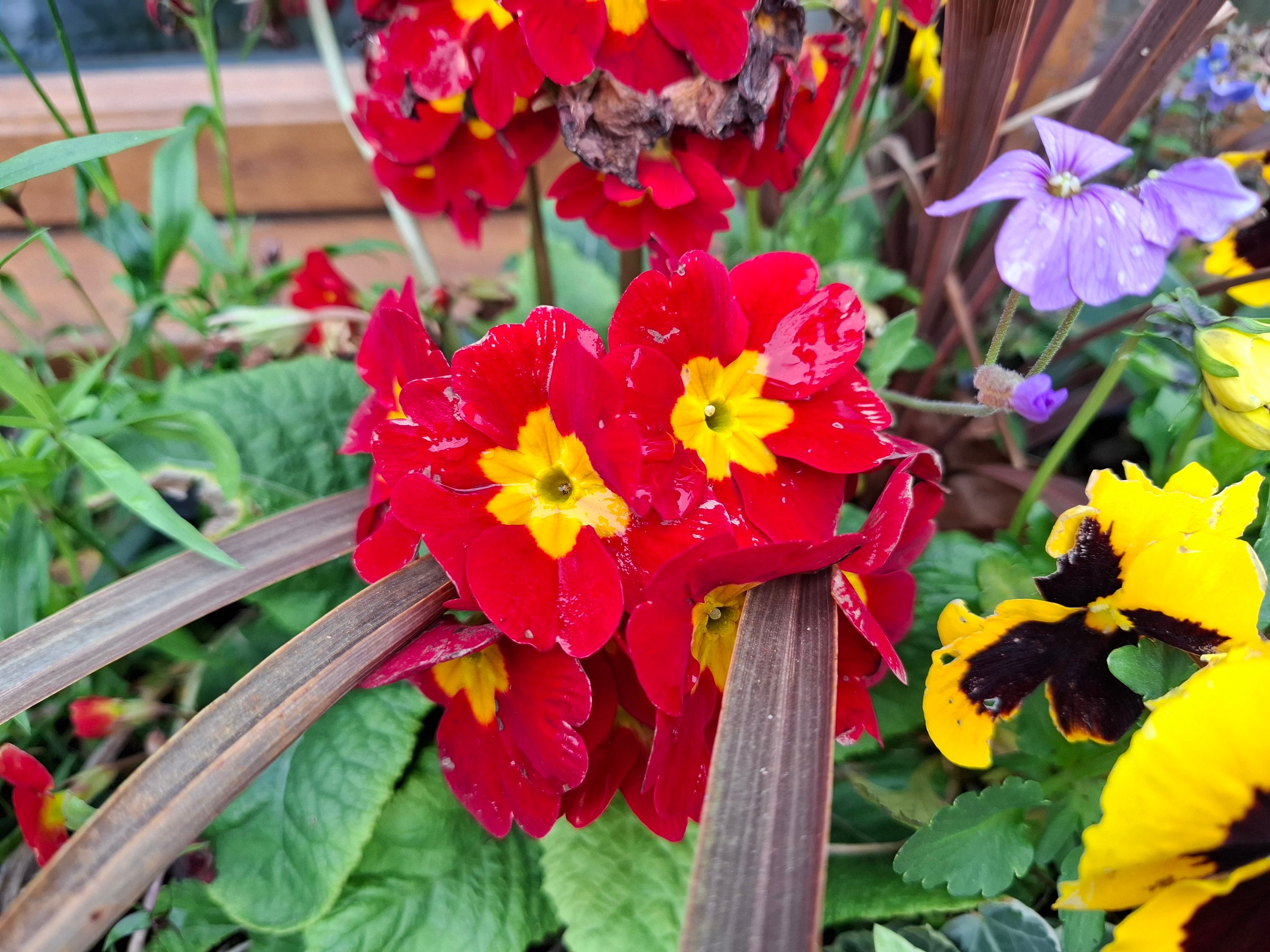 A photo taken with the Samsung Galaxy A55's main camera.