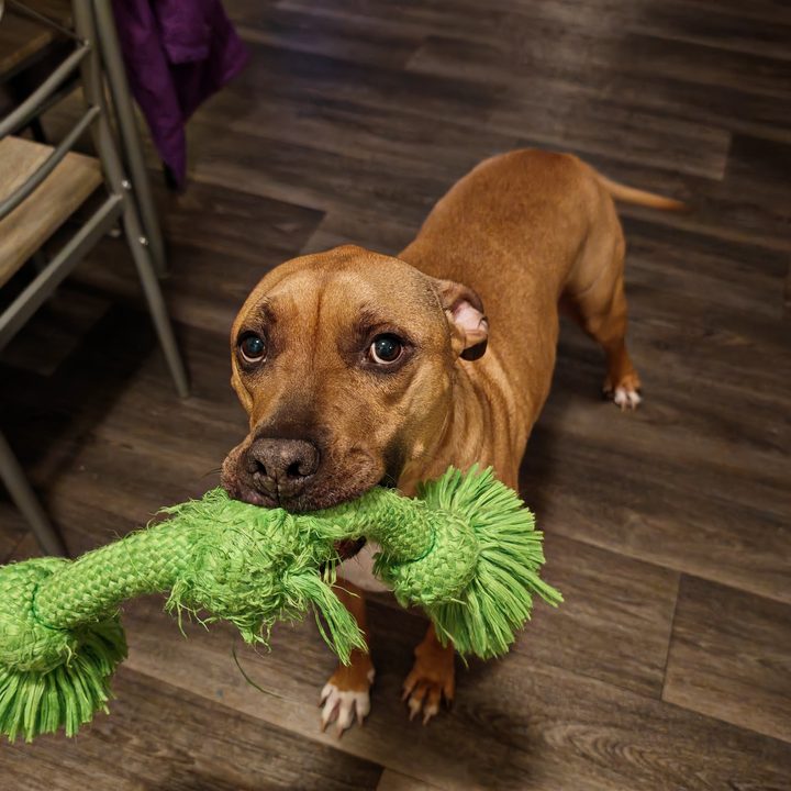 A photo of a dog with a chew toy in his mouth, taken with the Honor Magic 6 RSR.