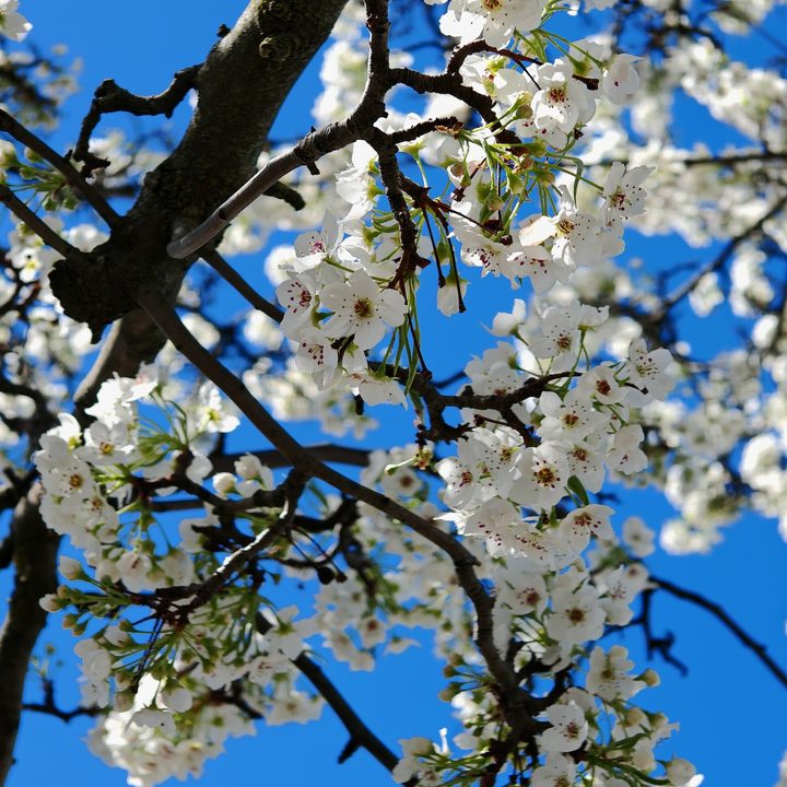 A photo of white flowers on a tree against a blue sky, taken with the Honor Magic 6 RSR.