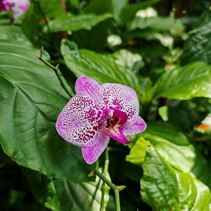 A photo of a bright pink flower, taken with the Honor Magic 6 RSR.