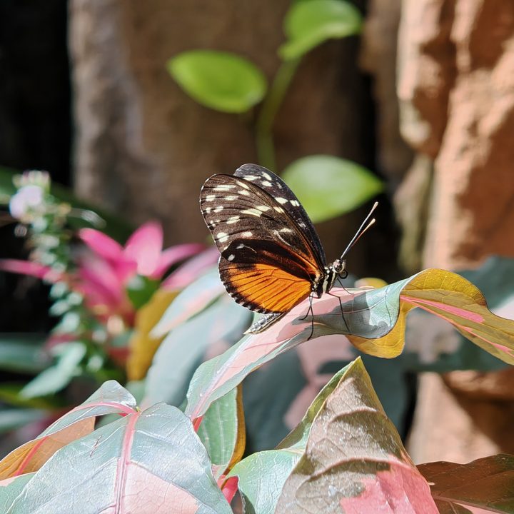 A close-up photo of a butterfly, taken with the Honor Magic 6 RSR.