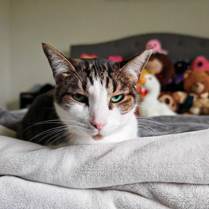 A photo of a brown and white cat laying on a blanket, taken with the Honor Magic 6 RSR.