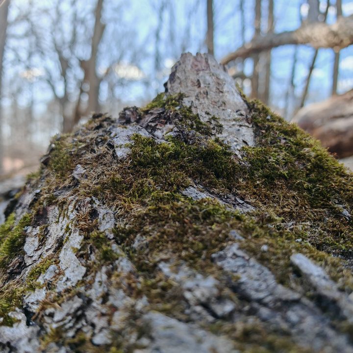 A close-up photo of moss growing on a tree stump, taken with the Honor Magic 6 RSR.