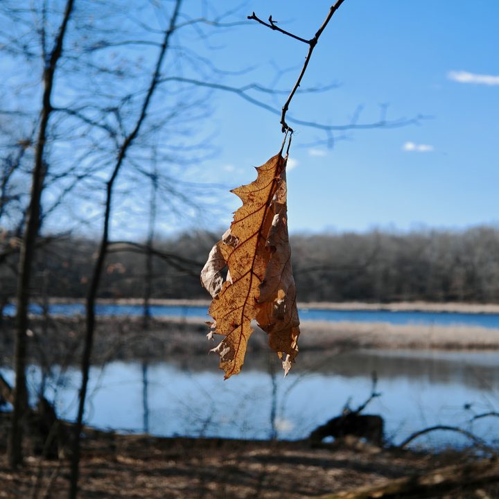 A photo of a dying leaf hanging off a tree, taken with the Honor Magic 6 RSR.