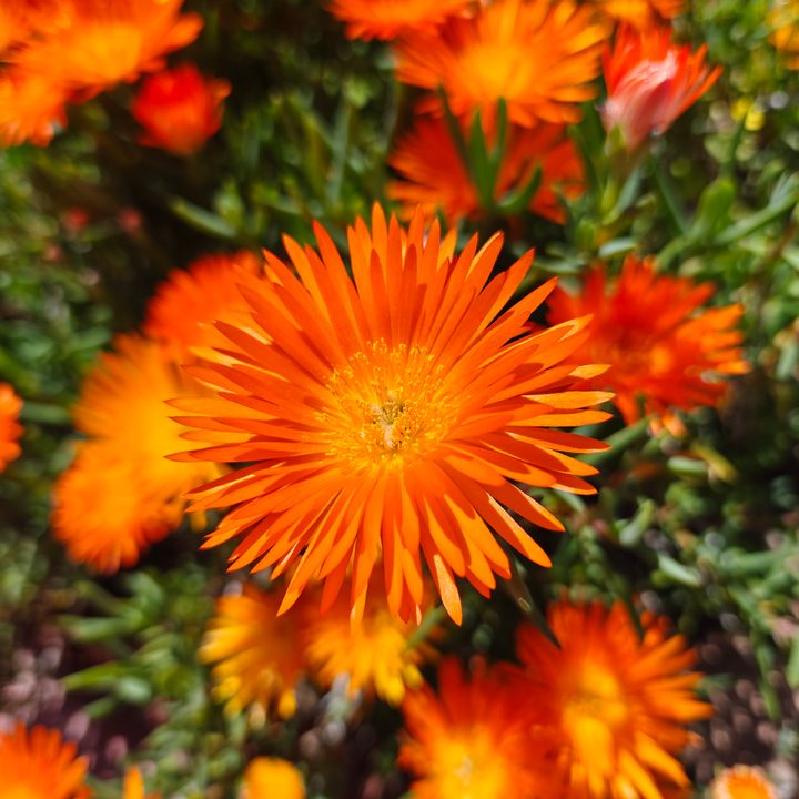 Orange flowers taken with the OnePlus 12 main camera.