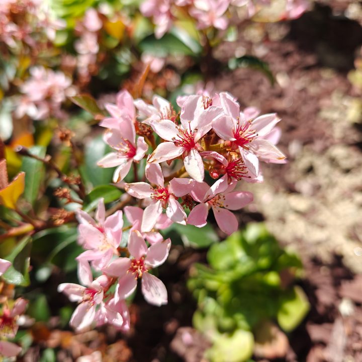 Pink flowers taken with the OnePlus 12 main camera.