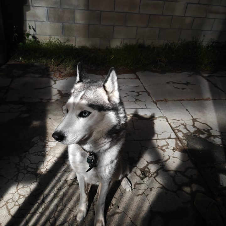 Siberian Husky taken with the OnePlus 12 main camera night mode.
