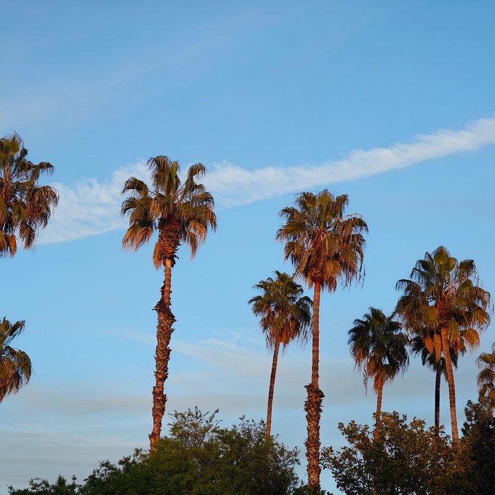Zoomed in photo of palm trees taken with the OnePlus 12 telephoto camera.