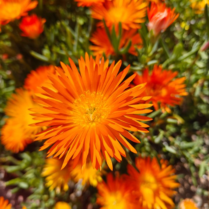 Orange flowers taken with the OnePlus 12R main camera.