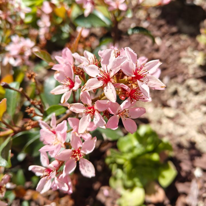 Pink flowers taken with the OnePlus 12R main camera.