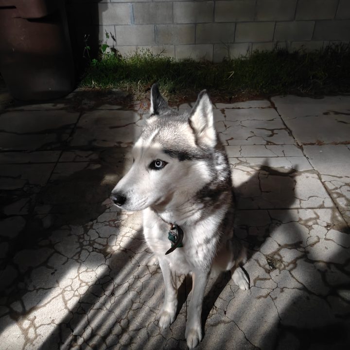 Siberian Husky taken with the OnePlus 12R main camera night mode.