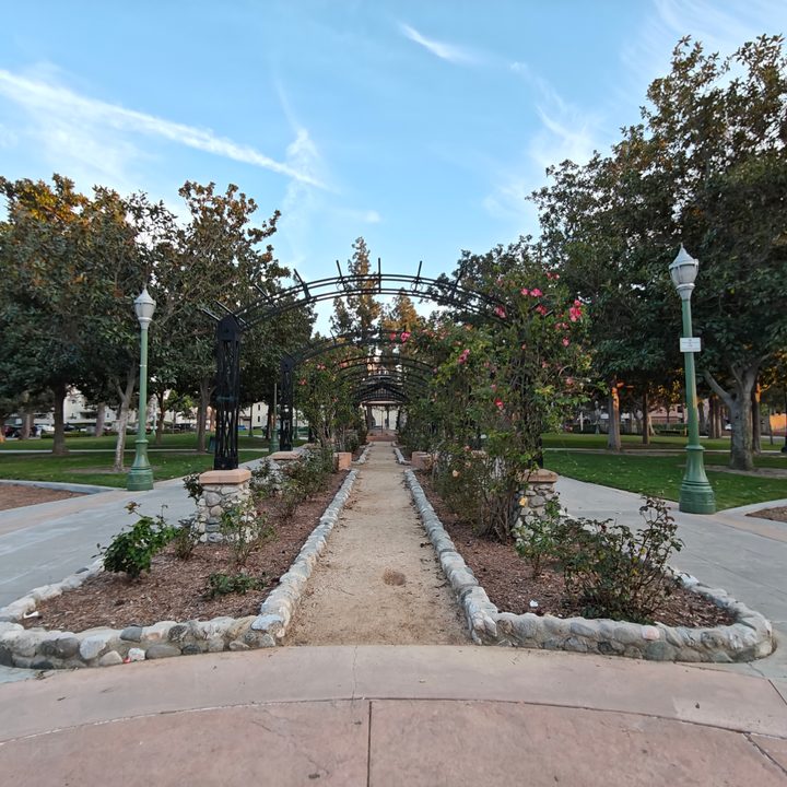 Rose garden taken with the OnePlus 12R ultrawide camera.