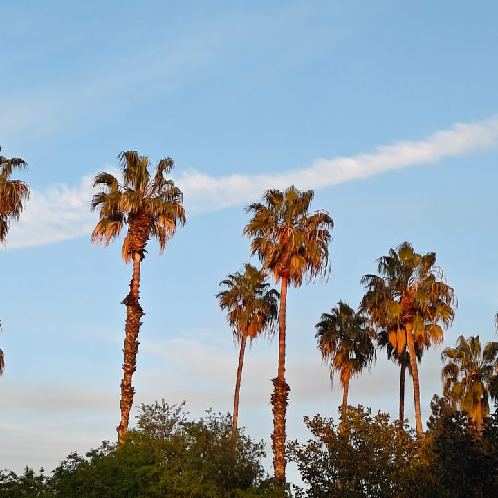 Zoomed in photo of palm trees taken with the OnePlus 12R main camera.