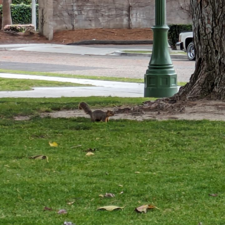 Squirrel running closeup taken with Google Pixel 7a.