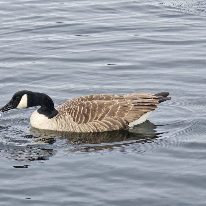 A photo taken with the Samsung Galaxy S24 Ultra at 10x zoom.