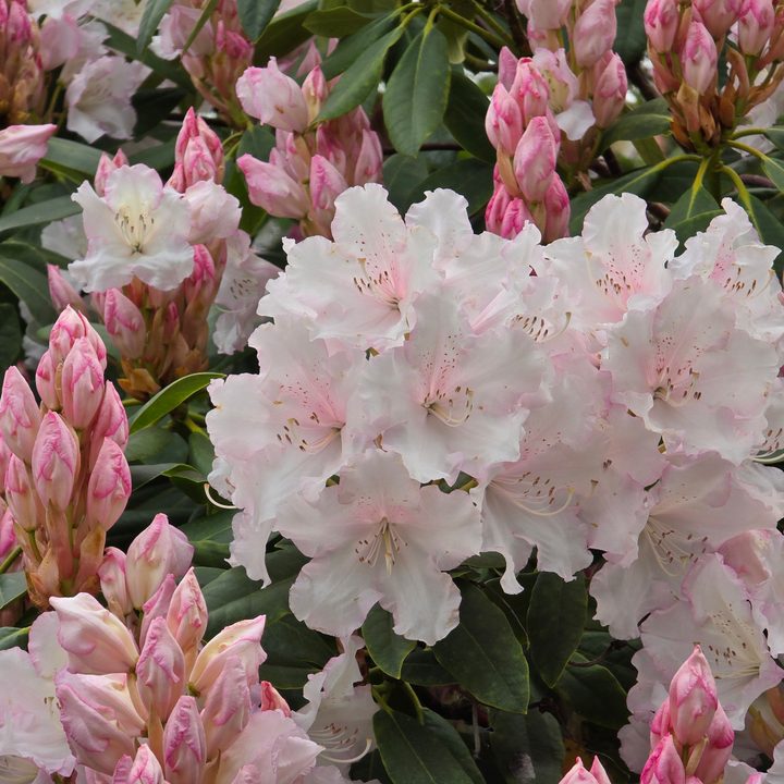 A photo taken with the Samsung Galaxy S24 Ultra's main camera.