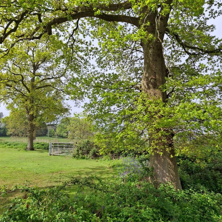 A photo taken with the Samsung Galaxy A35's main camera.