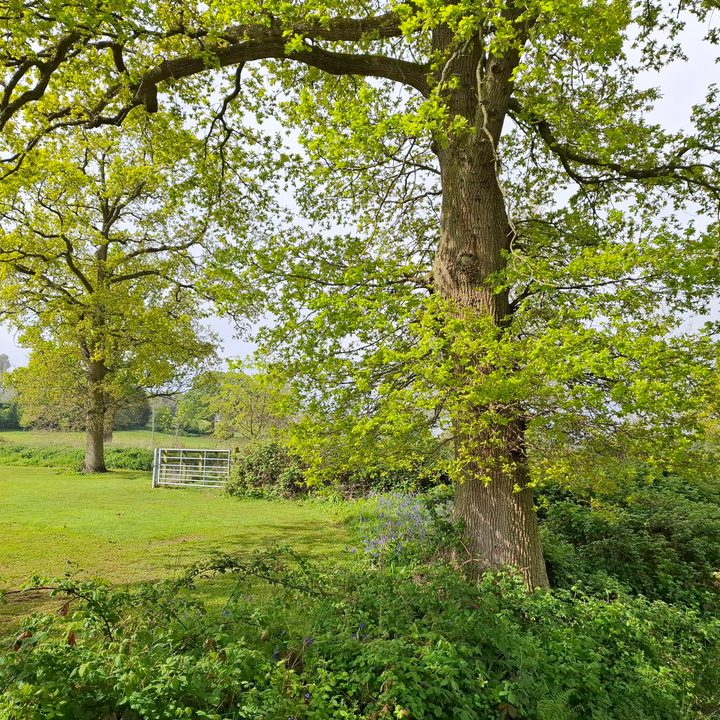 A photo taken with the Samsung Galaxy A55's main camera.