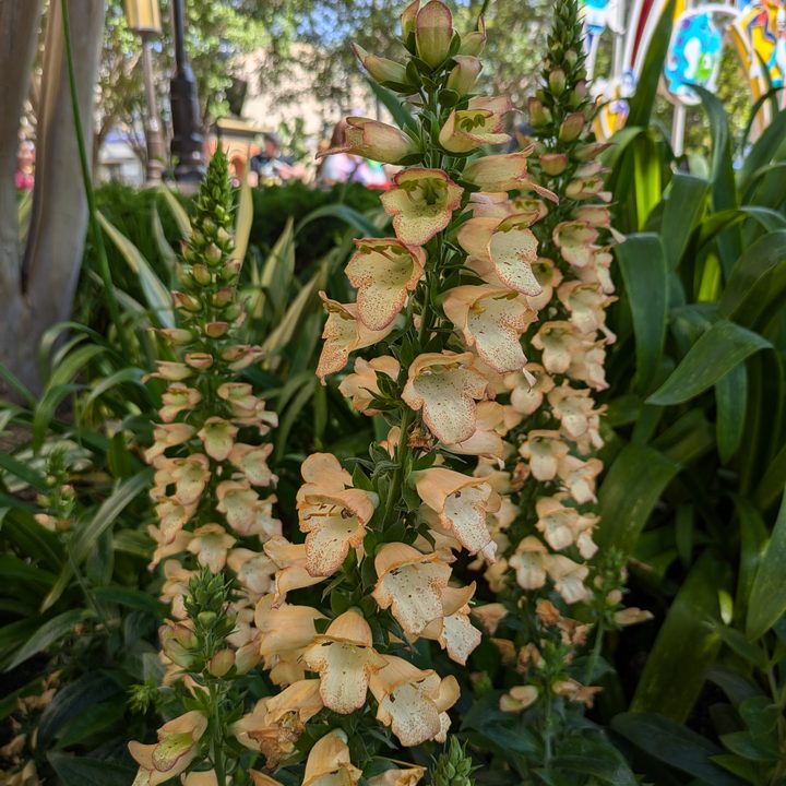 Foxglove plant at DCA taken with Google Pixel 8a.