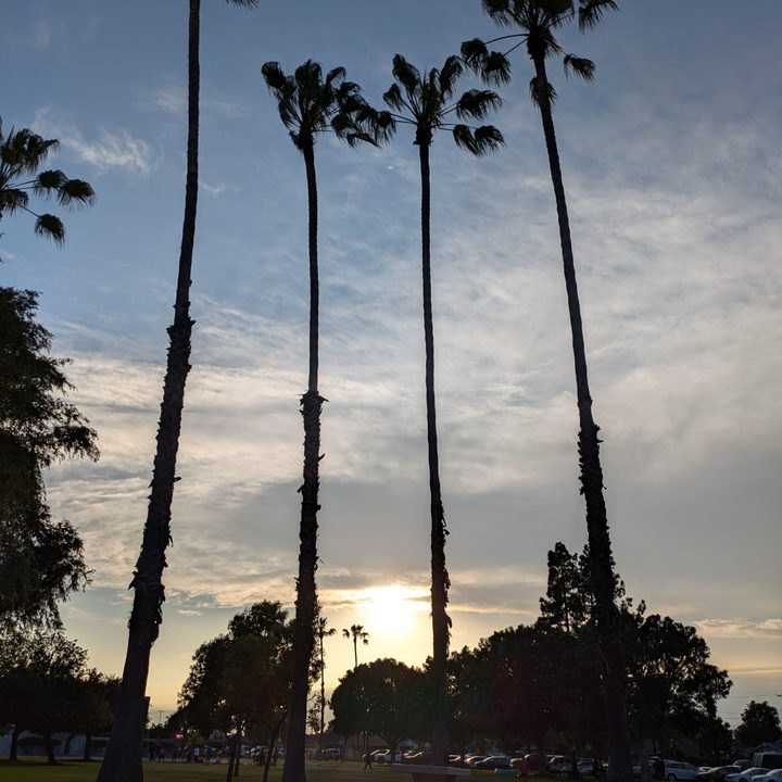 Sunset clouds palm trees taken with Google Pixel 8a.