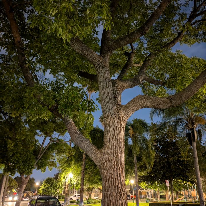 Tree at night taken with Google Pixel 8a.