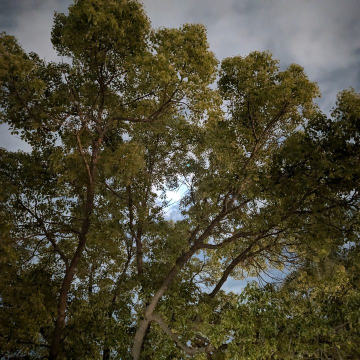 Moon peeking through tree at night taken with Google Pixel 8a.