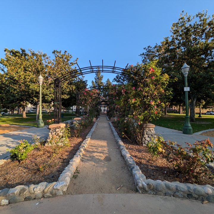 Park rose garden taken with Google Pixel 8a.