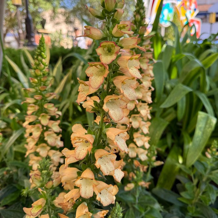 Foxglove plant at DCA taken with iPhone 15 Pro.