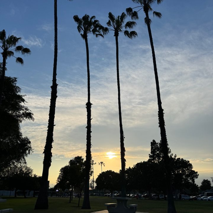 Sunset clouds palm trees taken with iPhone 15 Pro.