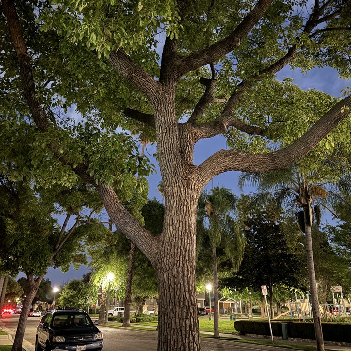 Tree at night taken with iPhone 15 Pro.