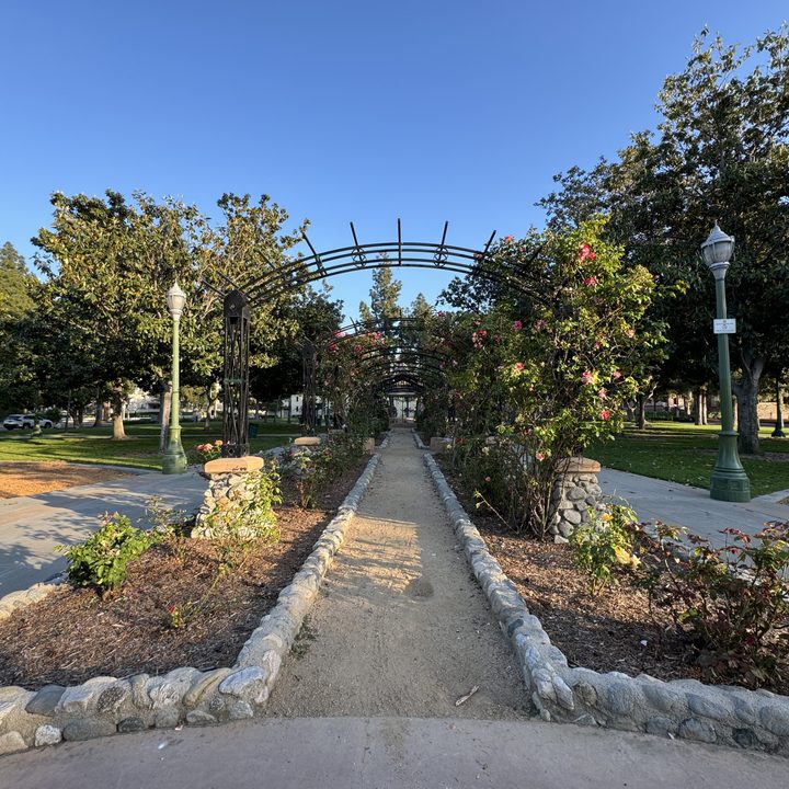 Park rose garden taken with iPhone 15 Pro.