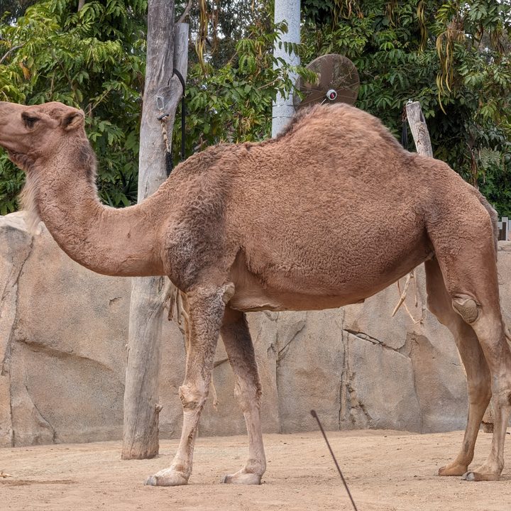A photo of a camel.