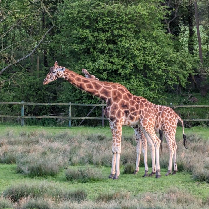 A photo of two giraffes.