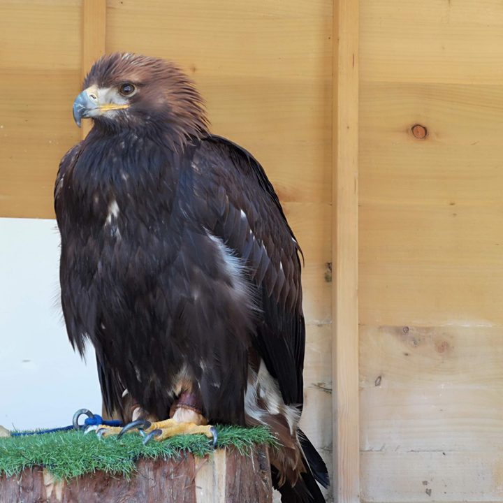 A photo of a hawk.