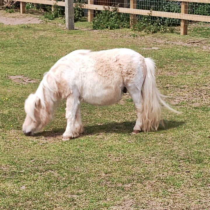 A photo of a pony.