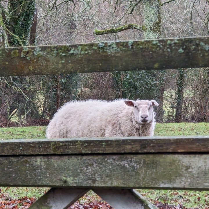 A photo of a sheep behind a fence.