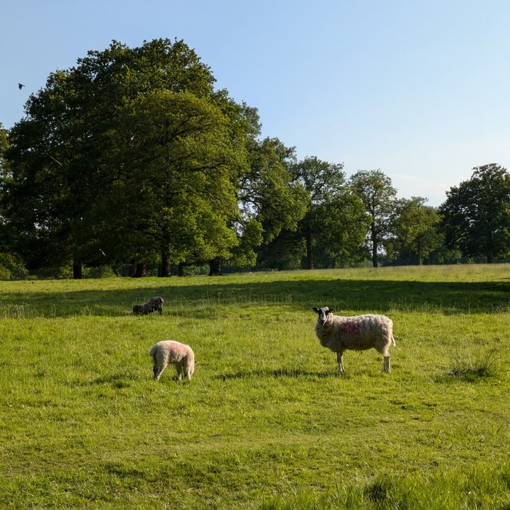 A photo of some sheep in a field.