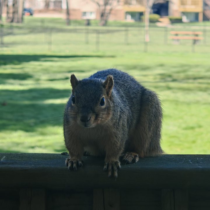 A photo of a squirrel.