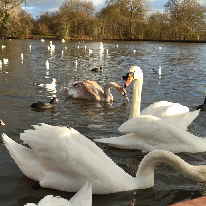 A photo of some swans.