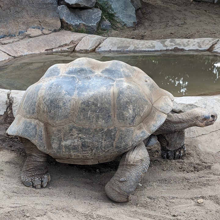 A photo of a tortoise.