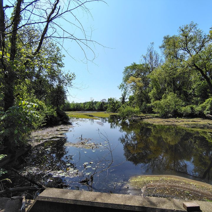 A photo of a stream surrounded by trees, taken with the Moto G Stylus 5G (2024).