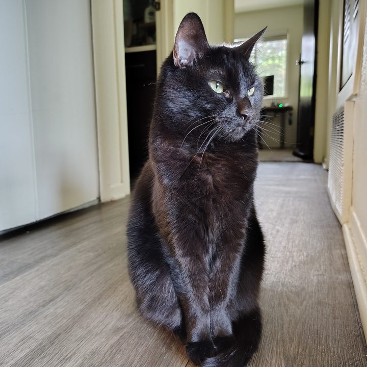 A photo of a black cat, taken with the Moto G Stylus 5G (2024).
