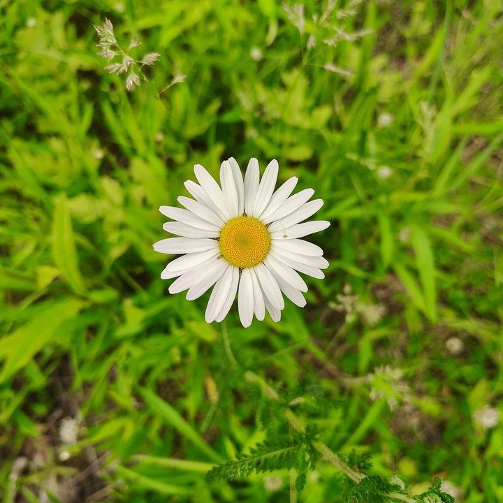A photo of a white and yellow flower, taken with the Moto G Stylus 5G (2024).